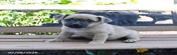Jug dogs for sale: Cooper - Ad 1