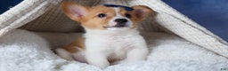 Welsh Corgi Pembroke dogs for sale: Luigi - Ad 6