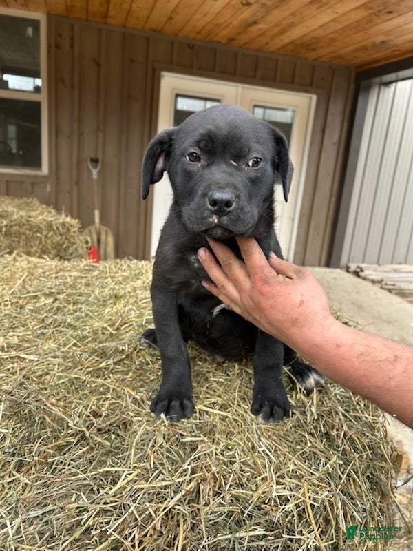 Mixed Breed dogs Winnie - Ad 1