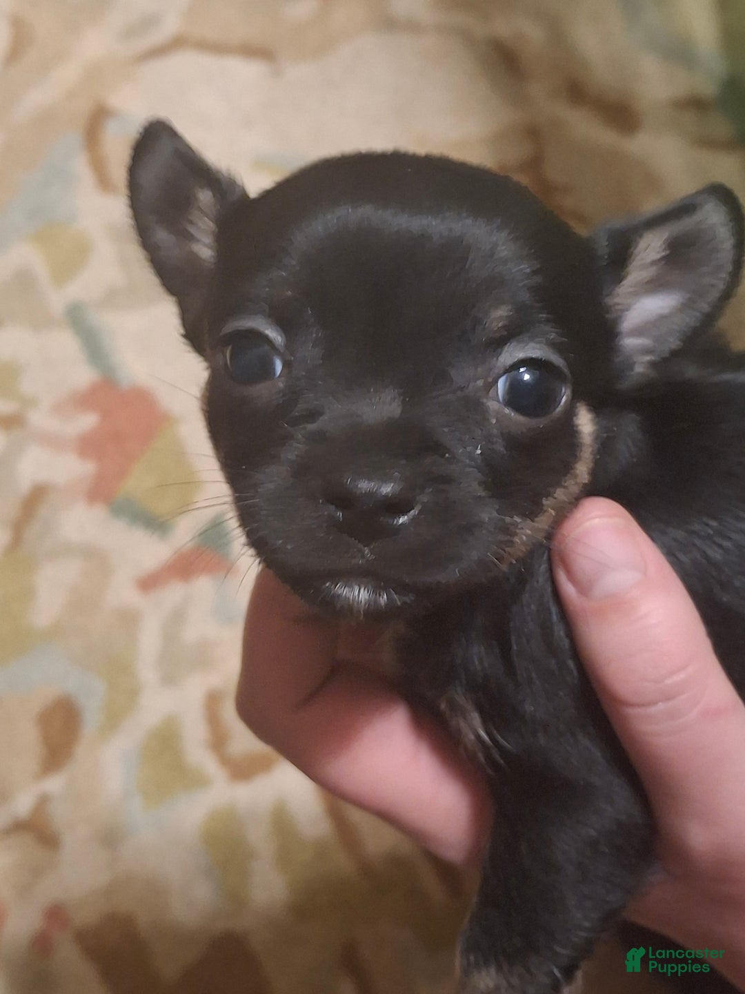 Chihuahua dogs for sale: Chihuahua Puppy 4 - Ad 5