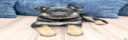 German Shepherd dogs for sale: Addie - Ad 2