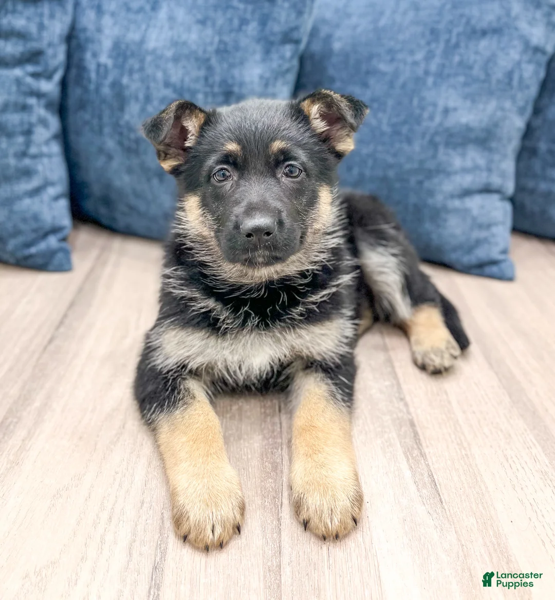 German Shepherd dogs for sale: Addie - Ad 2