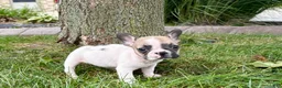 French Bulldog dogs for sale: Barry  - Ad 2