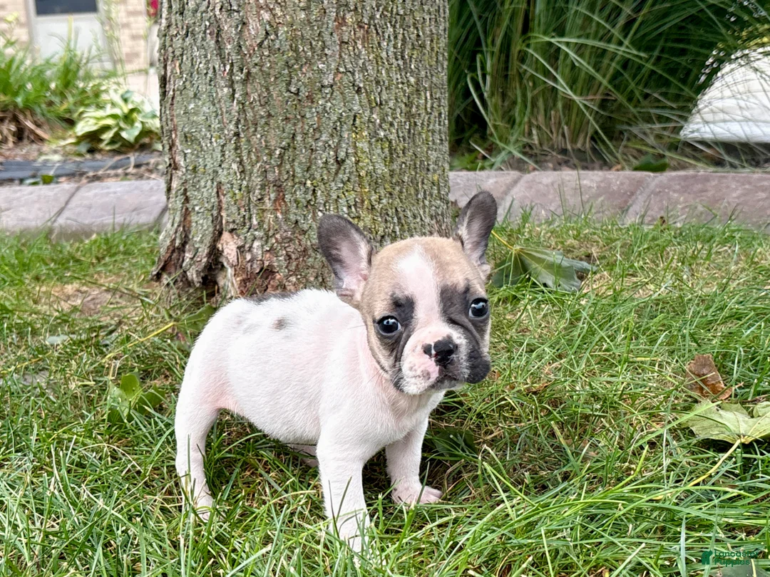 French Bulldog dogs for sale: Barry  - Ad 2