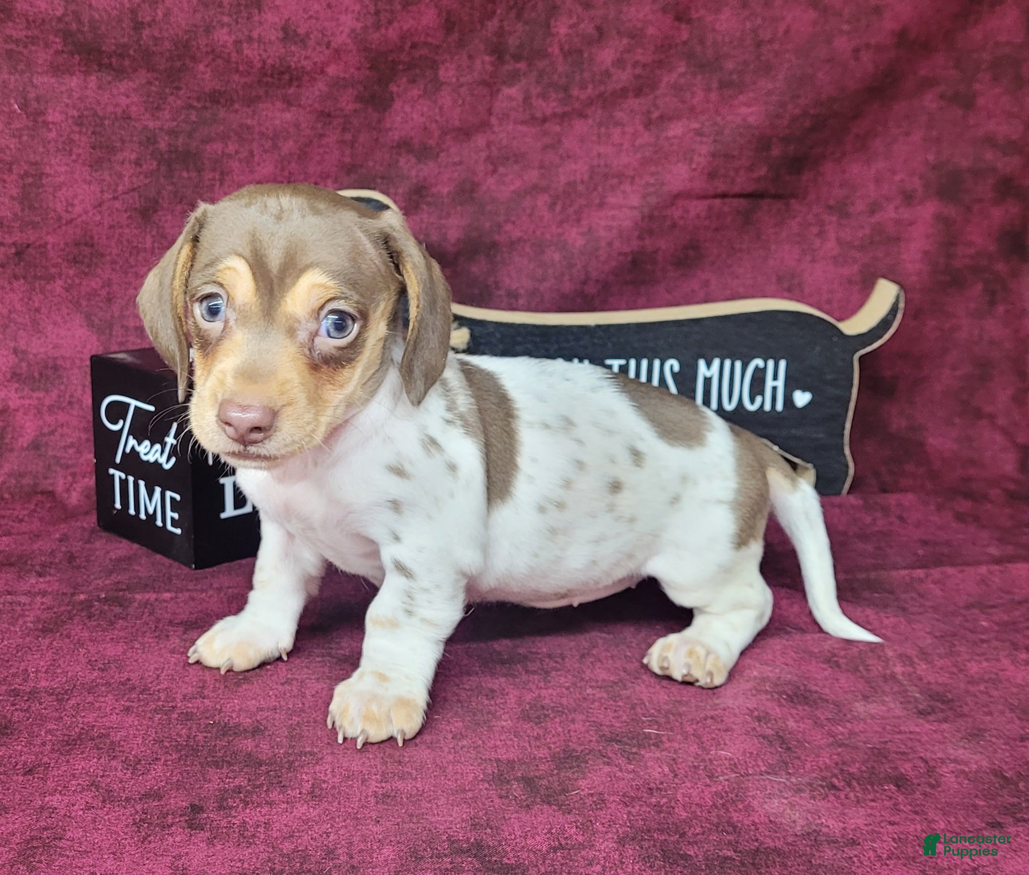 Miniature Dachshund dogs AKC Chloe *Delivery Available* - Ad 2