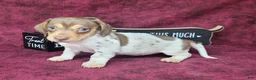 Miniature Dachshund dogs for sale: AKC Chloe *Delivery Available* - Ad 2