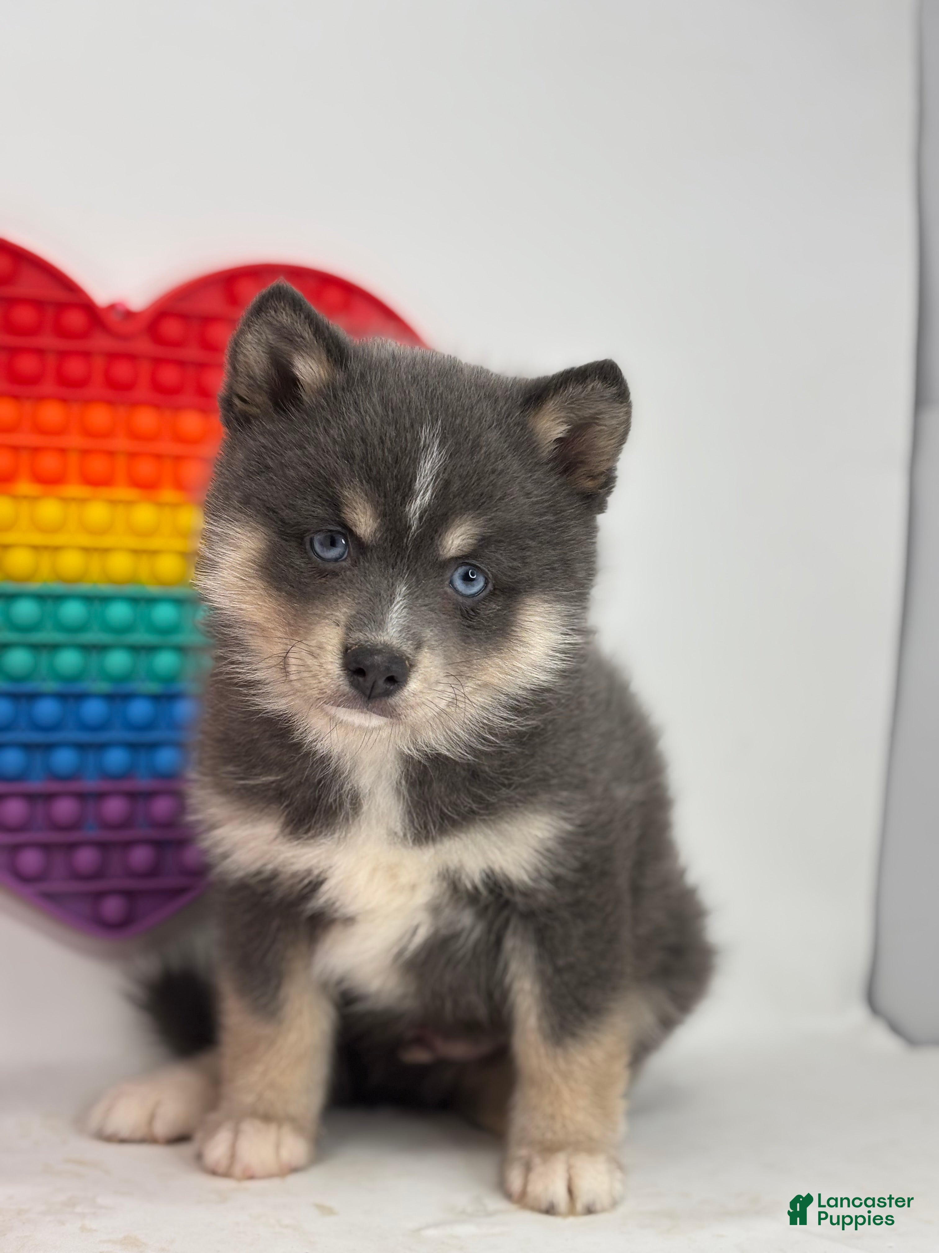 Pomsky dogs Prince  - Ad 1