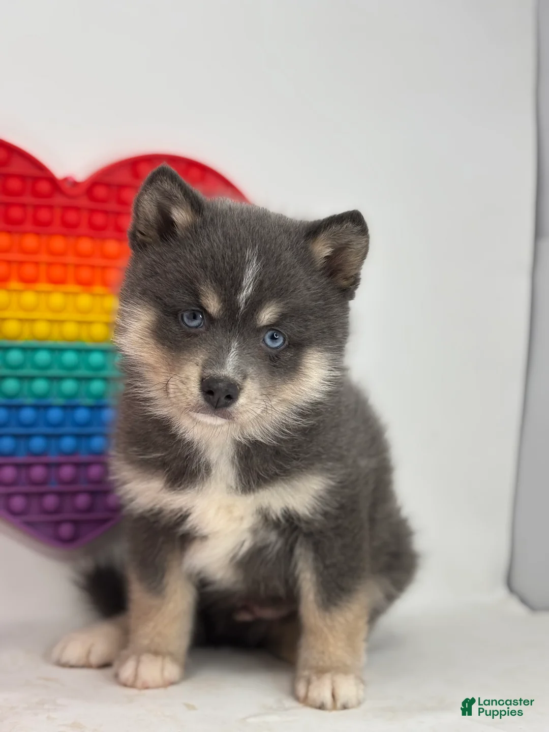Pomsky dogs for sale: Prince  - Ad 1