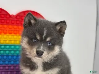 Pomsky dogs Prince - Ad 1