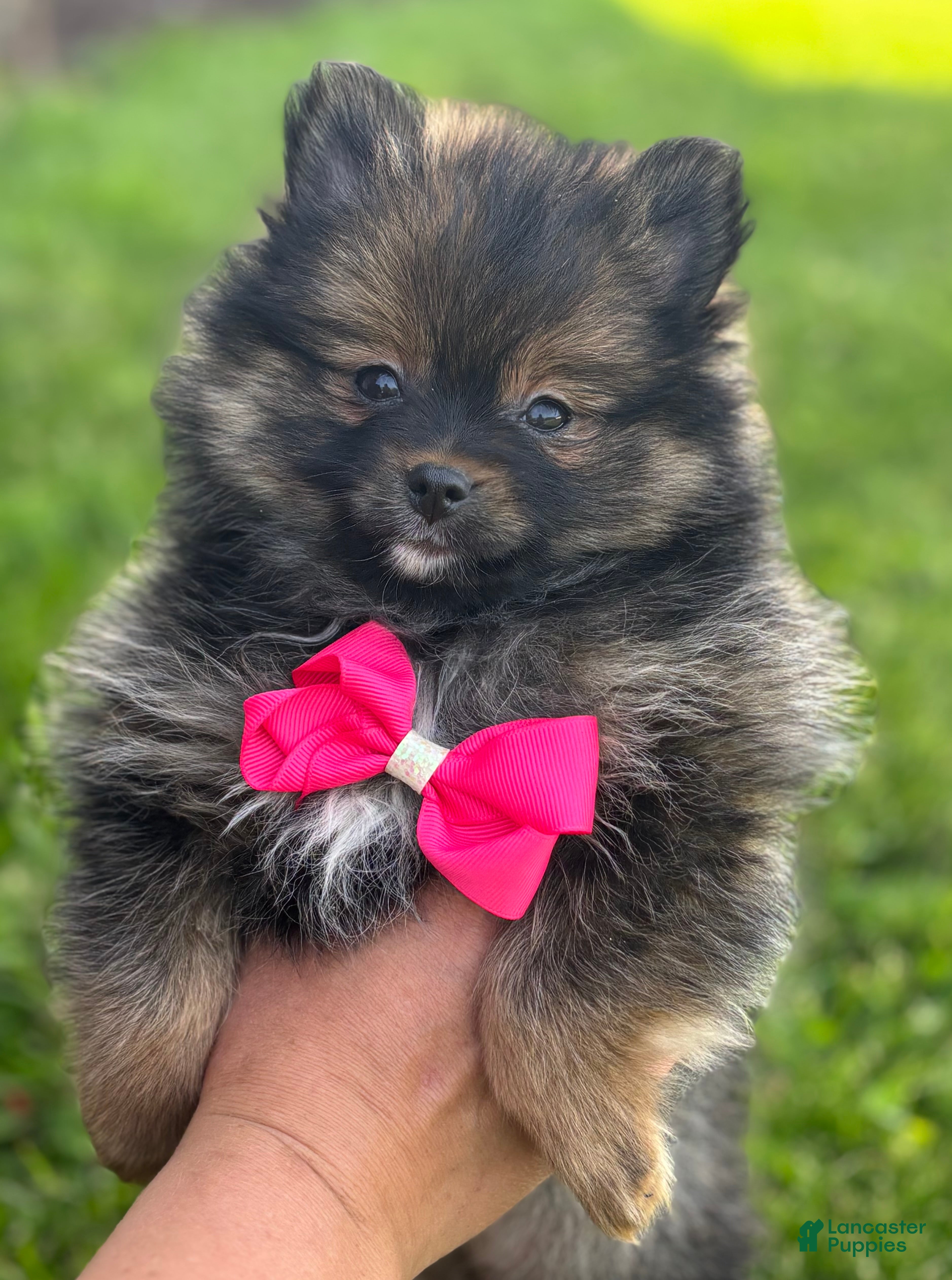Pomeranian dogs for sale: Muffin  - Ad 2