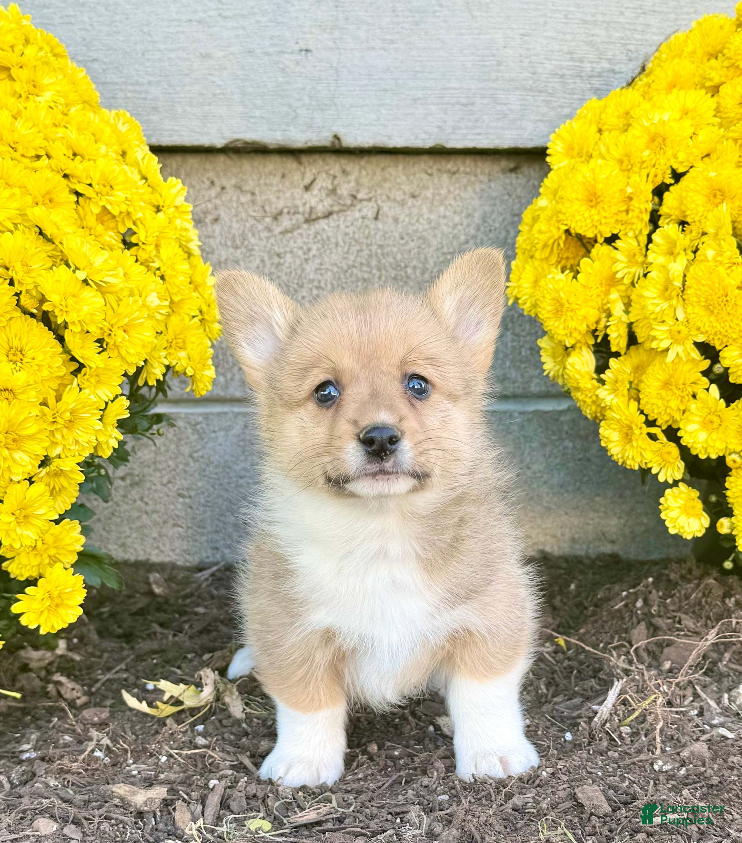 Welsh Corgi Pembroke dogs for sale: Sophia  - Ad 2