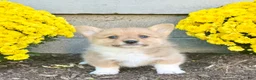 Welsh Corgi Pembroke dogs for sale: Sophia  - Ad 2