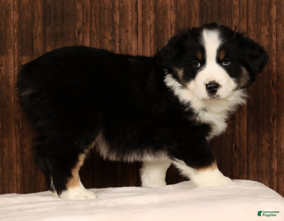Miniature Australian Shepherd dogs for sale: Rocky - Ad 5