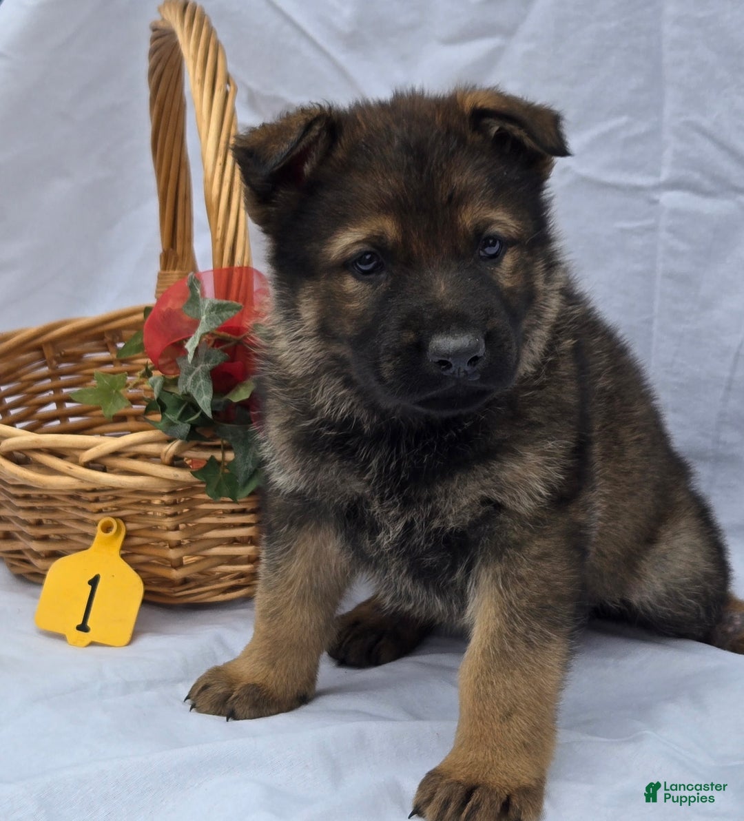 German Shepherd dogs for sale: Tom - Ad 1