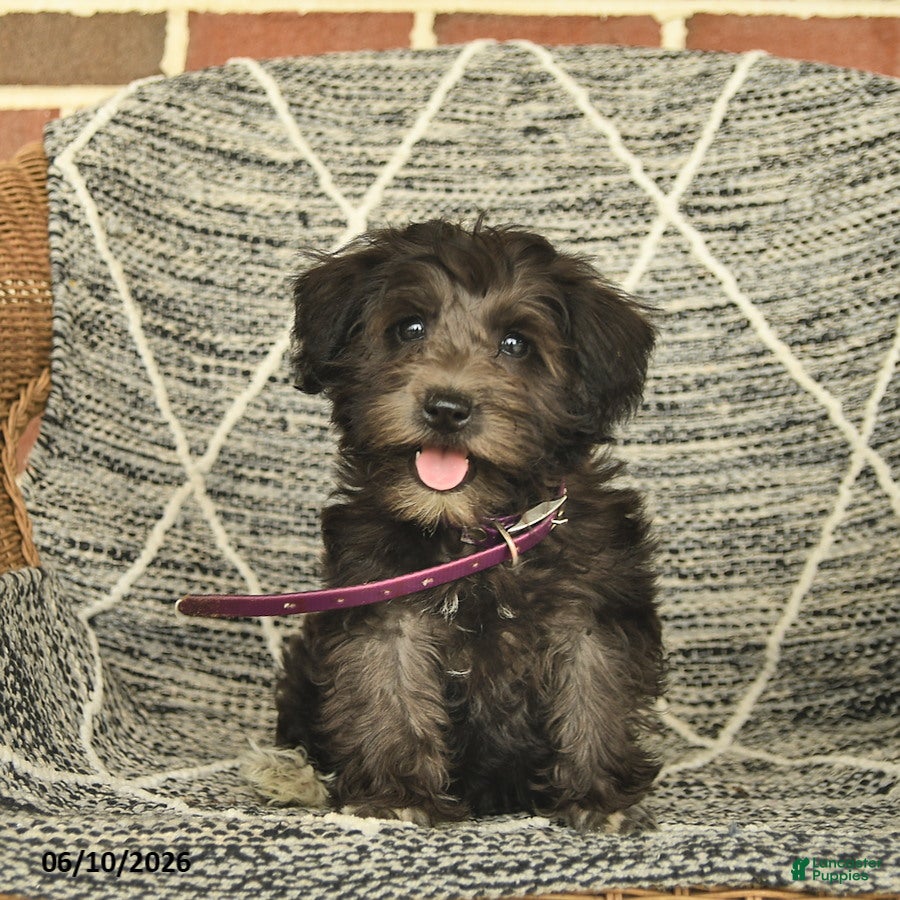 Schnoodle dogs Birdie - Ad 2