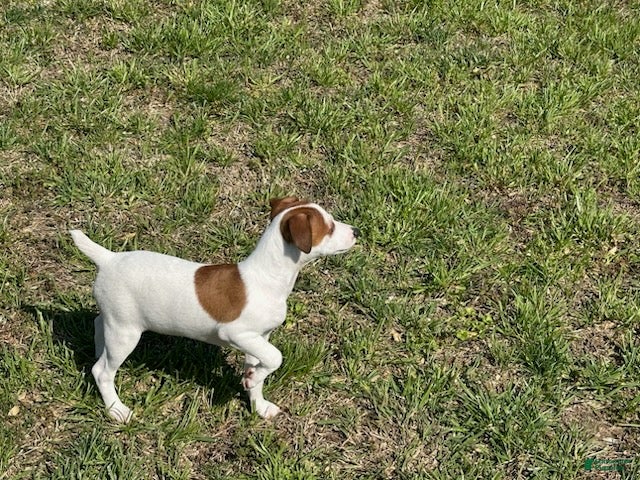 Jack Russell Terrier dogs Jack Russell Terrier Boy 2 - Ad 2