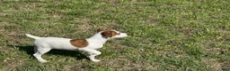 Jack Russell Terrier dogs for sale: Jack Russell Terrier Boy 2 - Ad 2