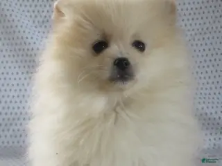 Pomeranian dogs for sale: Juliet - Ad 2
