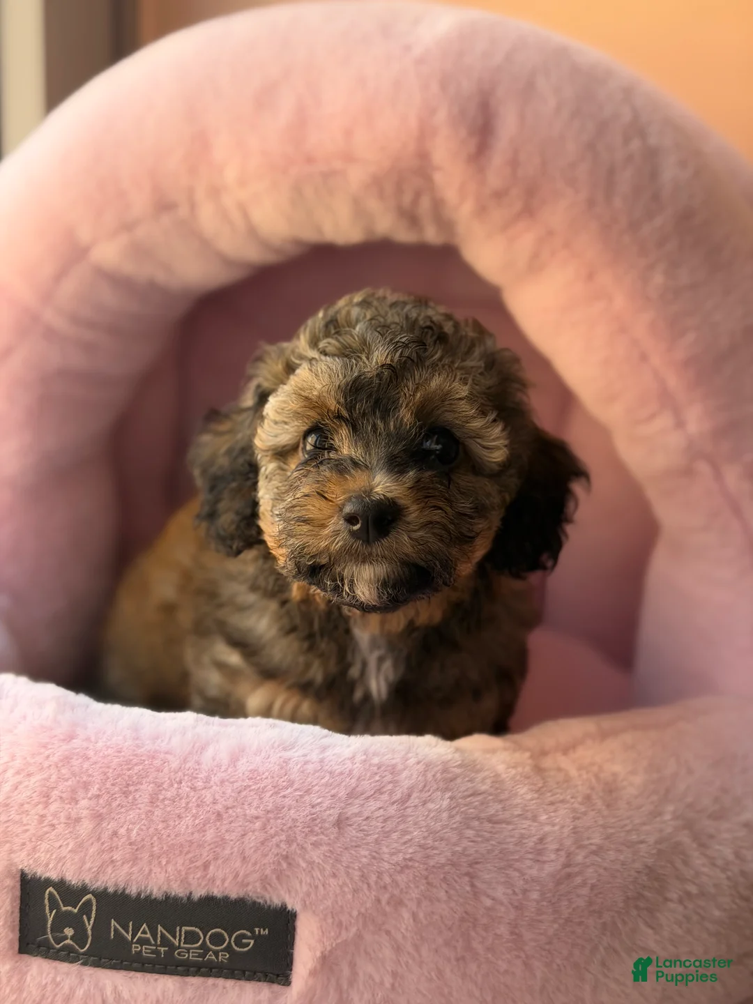 Toy Poodle dogs for sale: Rome  - Ad 2