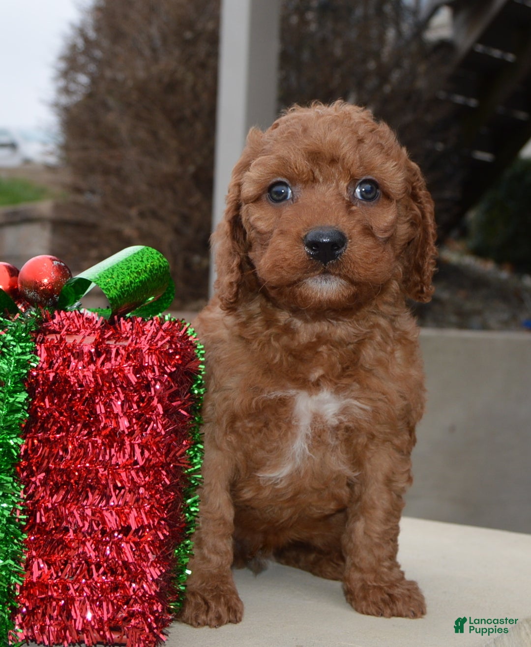 Irish Doodle dogs for sale: Mini Ivan - Ad 13