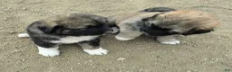 Mixed Breed dogs for sale: Mixed Breed 5 - Ad 6