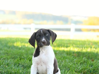 German Shorthaired Pointer dogs - Ad 5