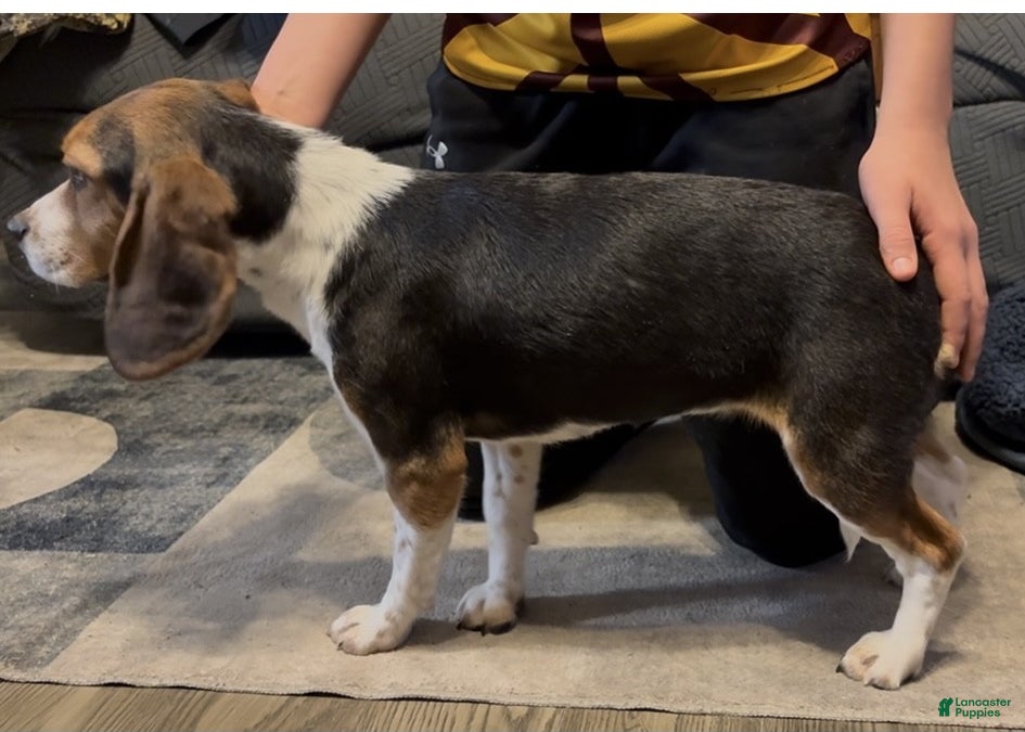 Beagle dogs Angel - Ad 31