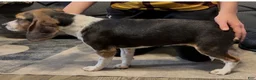 Beagle dogs for sale: Angel - Ad 1