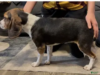 Beagle dogs Angel - Ad 31