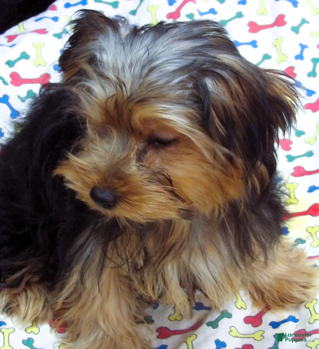 Yorkshire Terrier dogs for sale: Yorkie - Ad 15