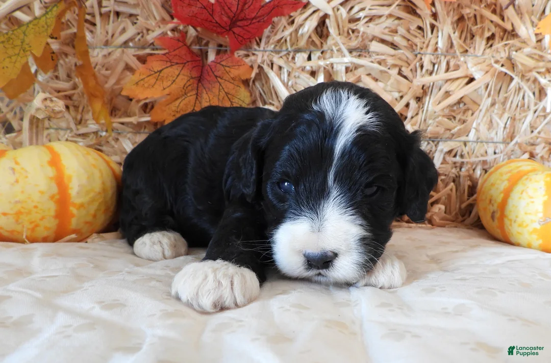 Cockapoo dogs for sale: #1 Female (Leslie's) - Ad 2