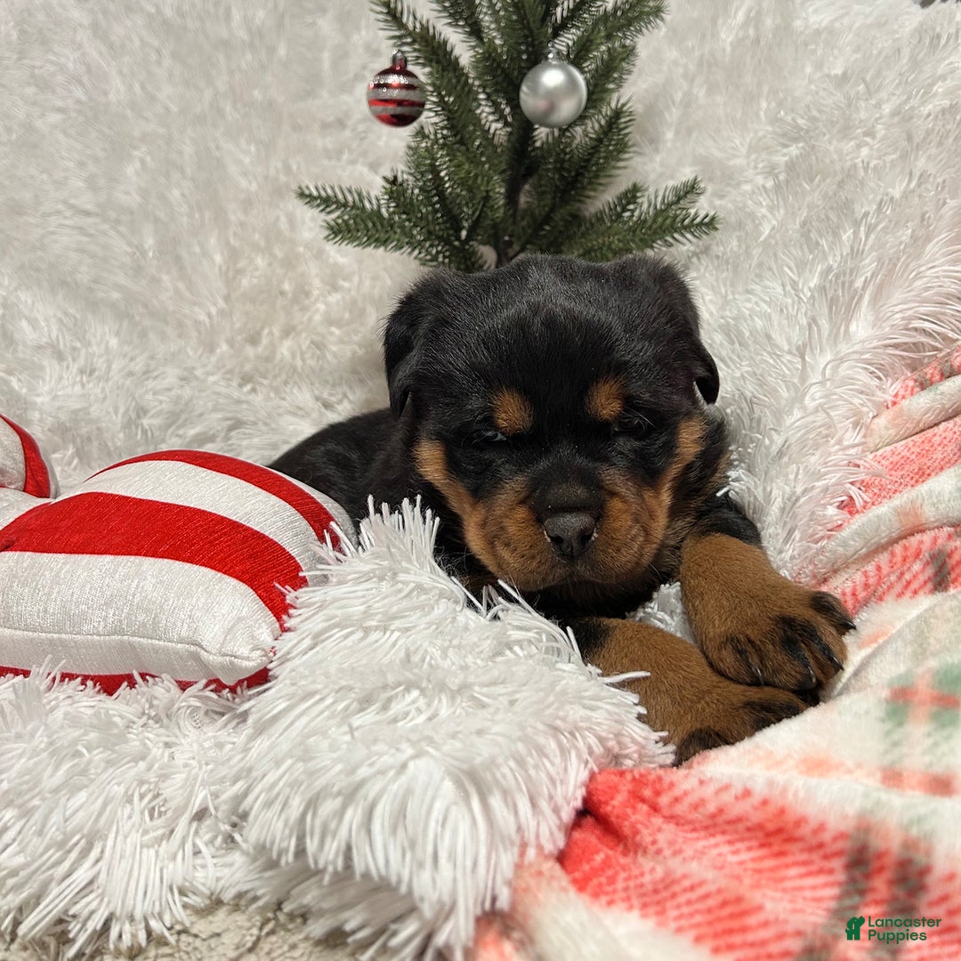 Rottweiler dogs for sale: Sidney - Ad 6