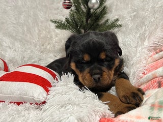 Rottweiler dogs Sidney - Ad 16