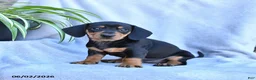 Miniature Dachshund dogs for sale: Blossom - Ad 3