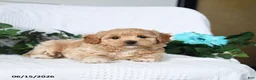 Maltipoo dogs for sale: Kevin - Ad 2