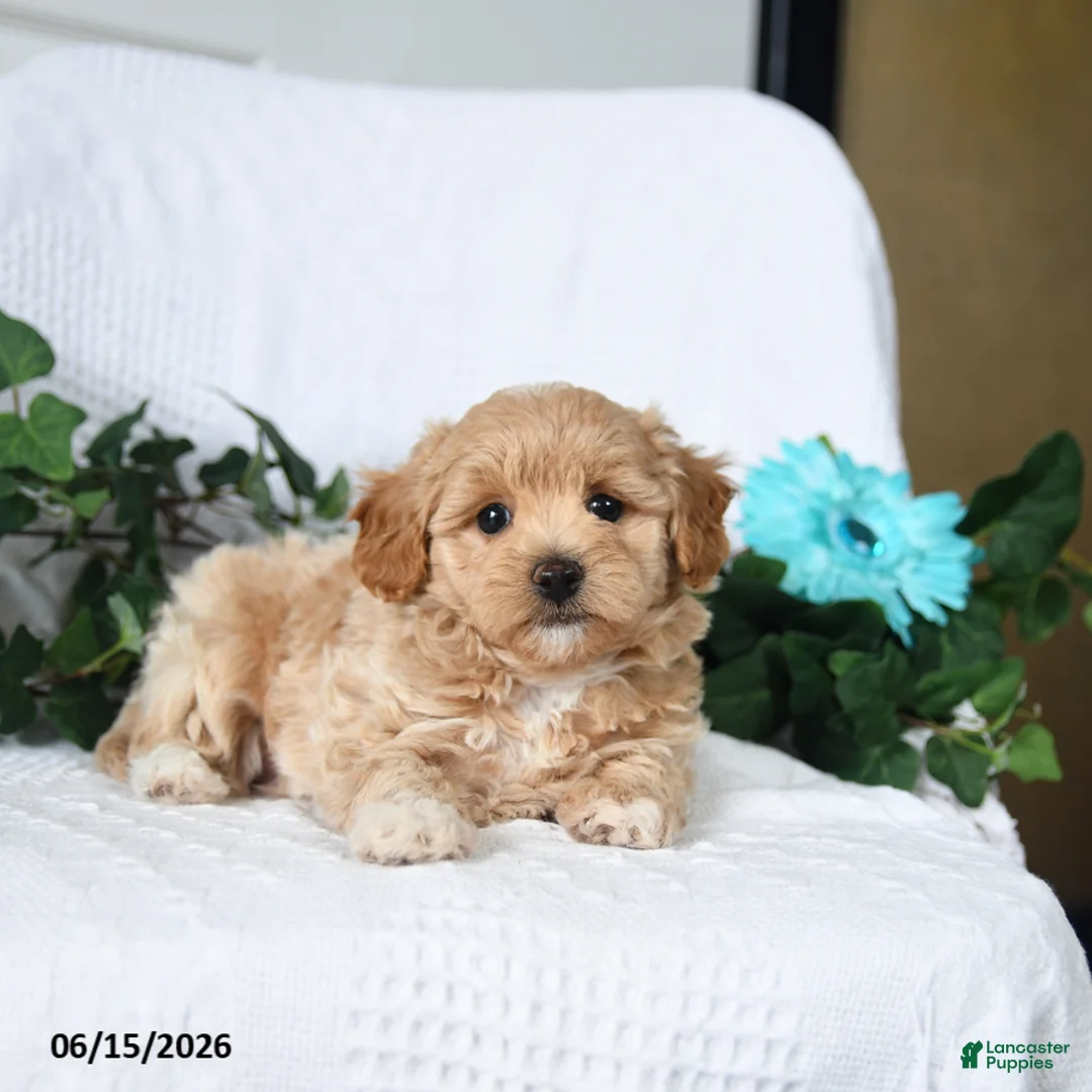 Maltipoo dogs for sale: Kevin - Ad 2