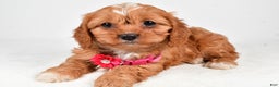Cavapoo dogs for sale: Rose - Ad 2