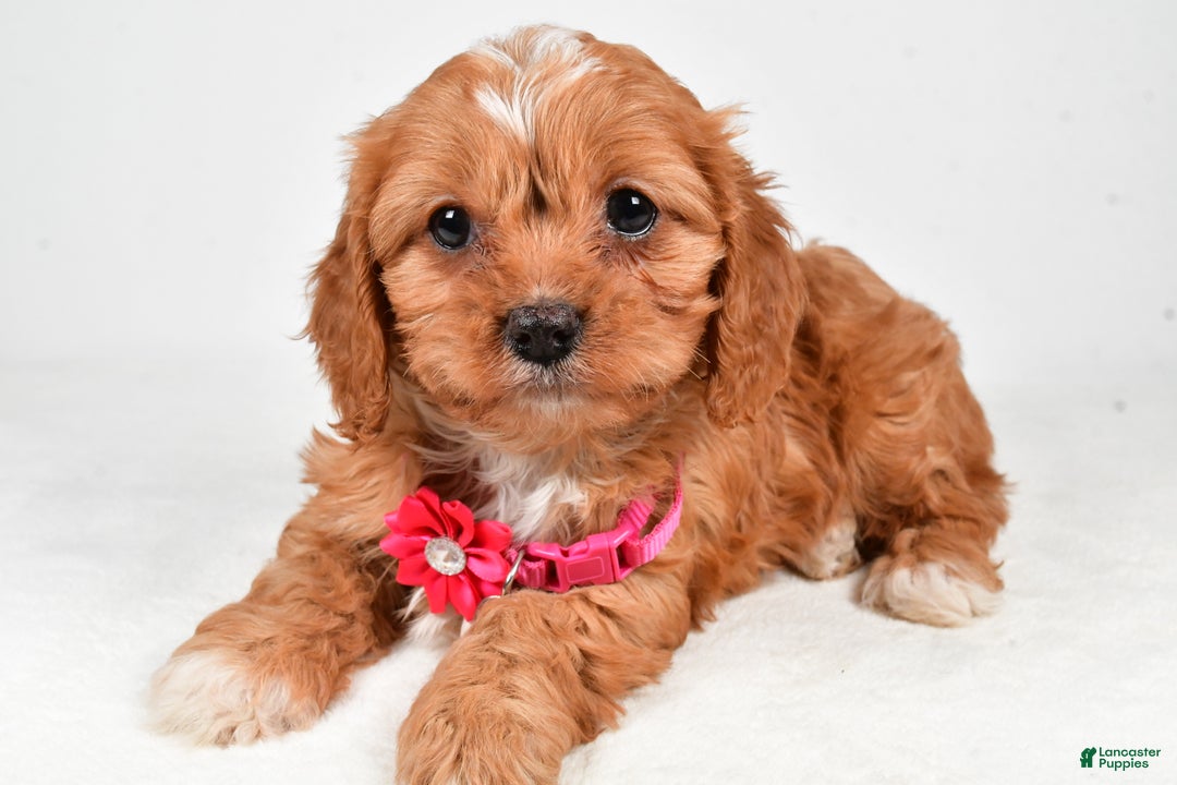 Cavapoo dogs for sale: Rose - Ad 2