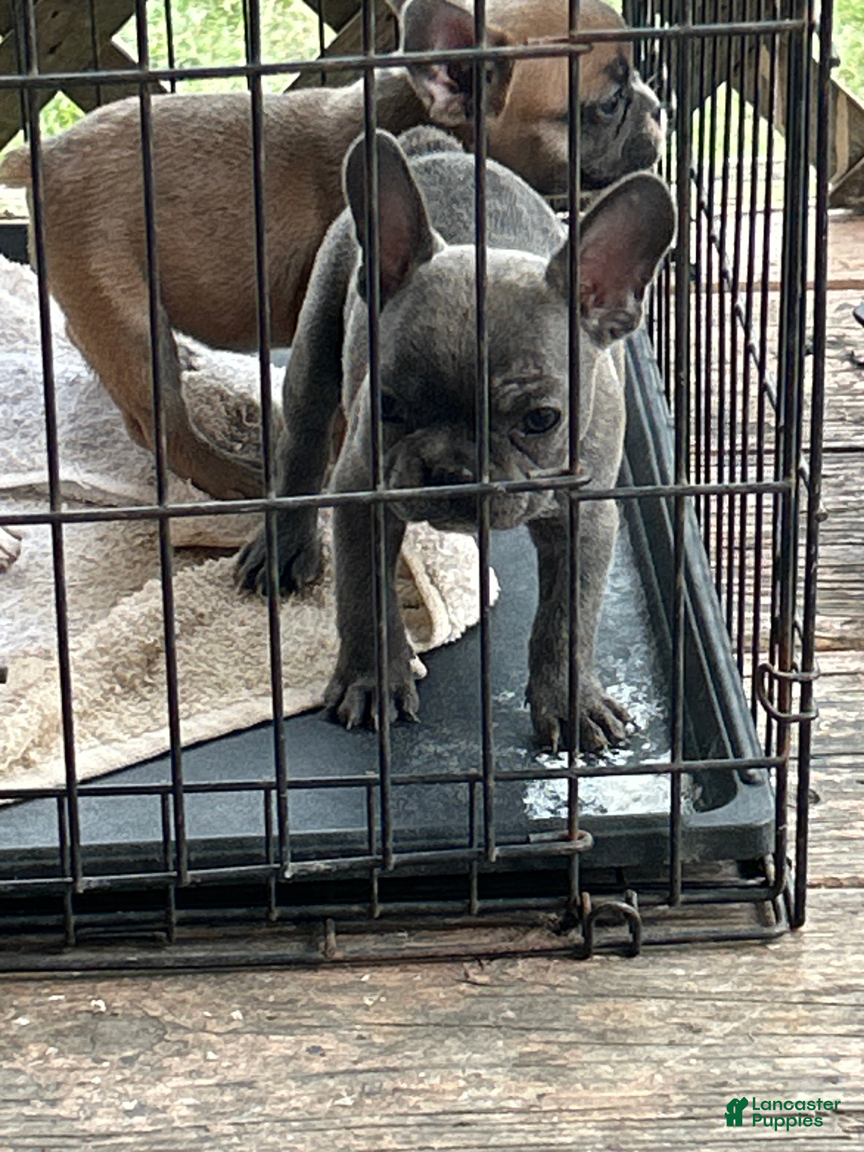 French Bulldog dogs French Bulldog Puppy 4 - Ad 23