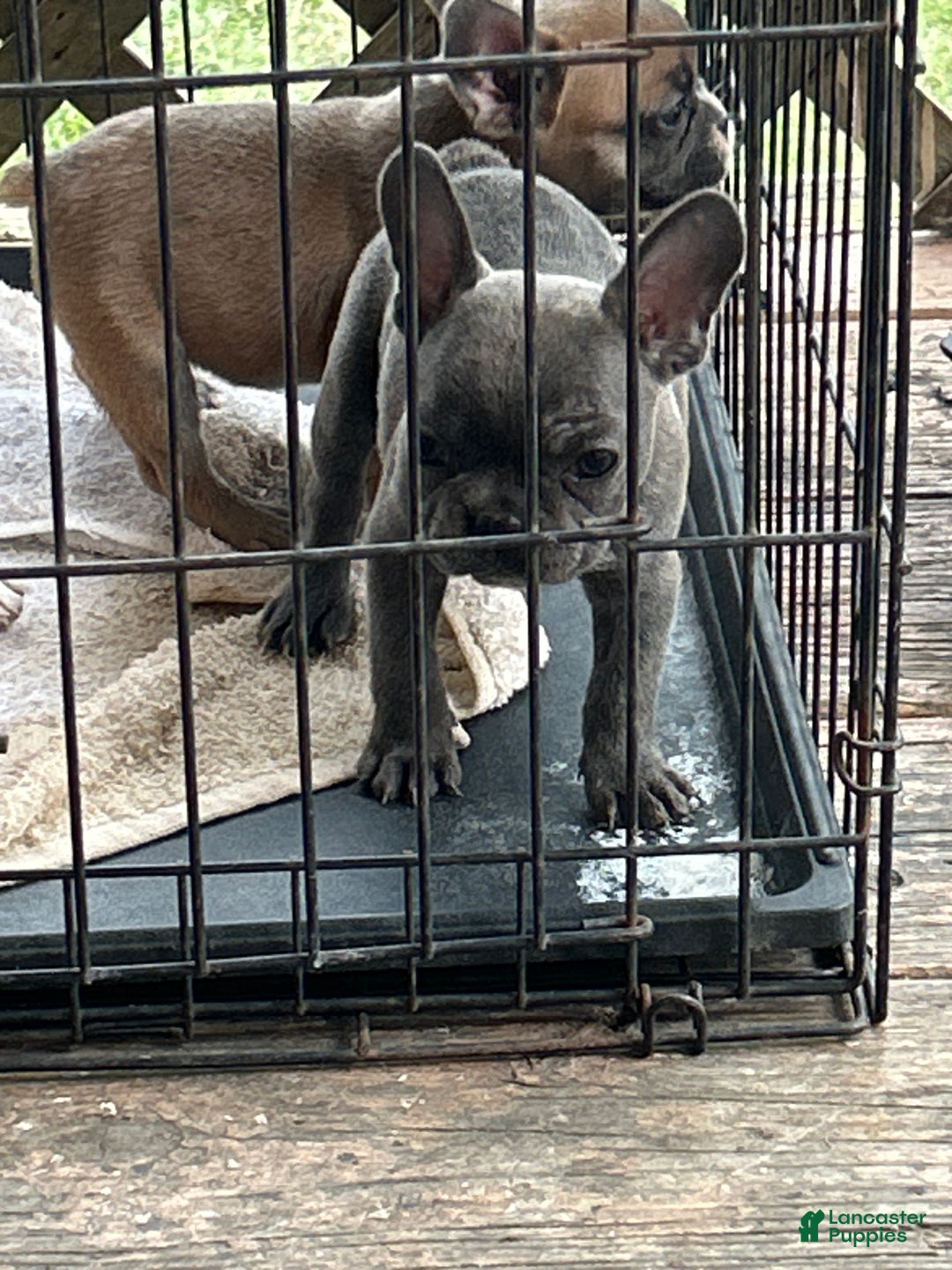 French Bulldog dogs for sale: French Bulldog Puppy 4 - Ad 1