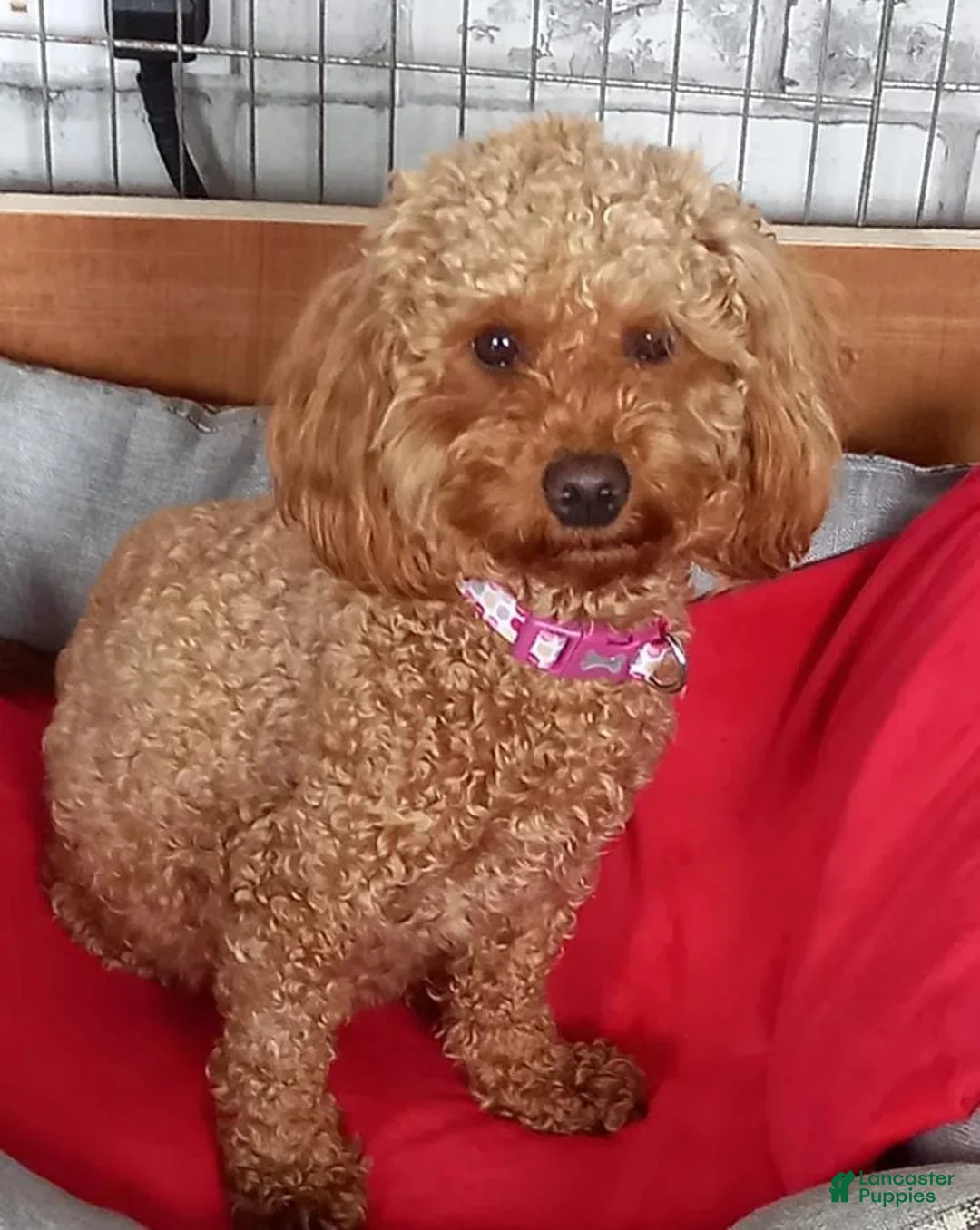 Maltipoo dogs for sale: Stacy - Ad 2