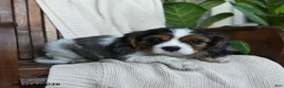 Cavalier King Charles Spaniel dogs for sale: Kentucky - Ad 3