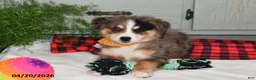 Australian Shepherd dogs for sale: Luke - Ad 6
