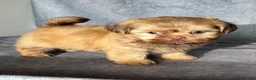 Shih Tzu dogs for sale: Niko - Ad 3