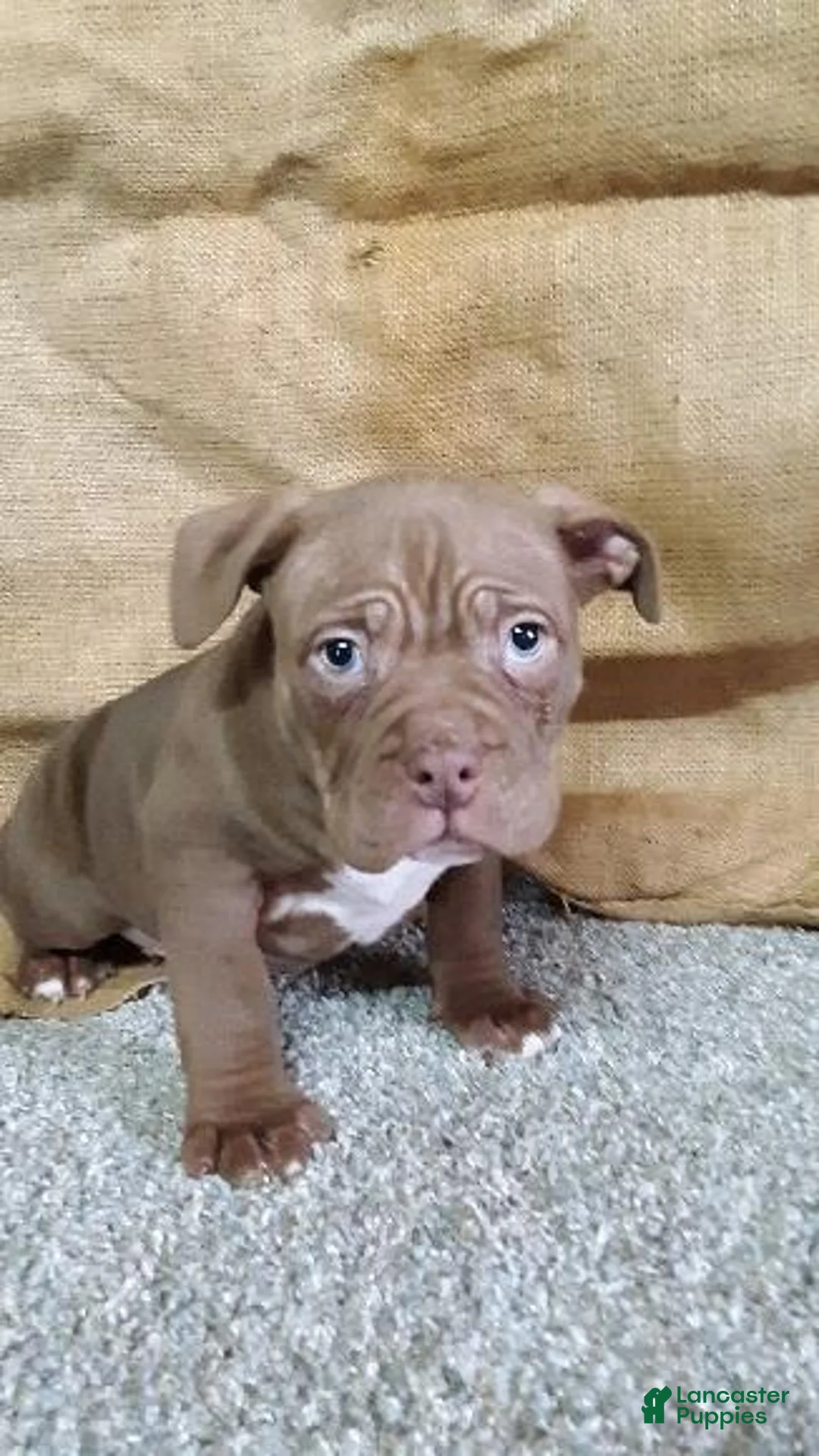 American Bully dogs for sale: American Bully Puppy 3 Brick - Ad 1