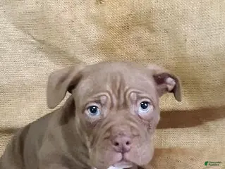 American Bully dogs American Bully Puppy 3 Brick - Ad 38