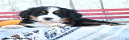 Bernese Mountain Dog dogs for sale: Bella   - Ad 3