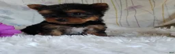 Yorkshire Terrier dogs for sale: Tinkerbell - Ad 4