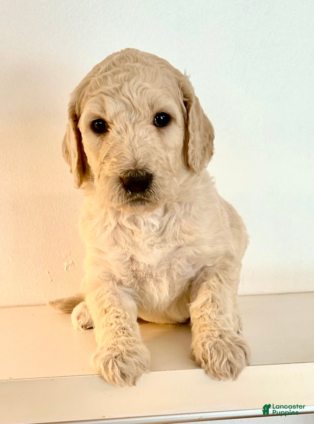 Goldendoodle dogs for sale: Molly - Ad 1