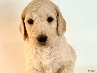 Goldendoodle dogs Molly - Ad 9
